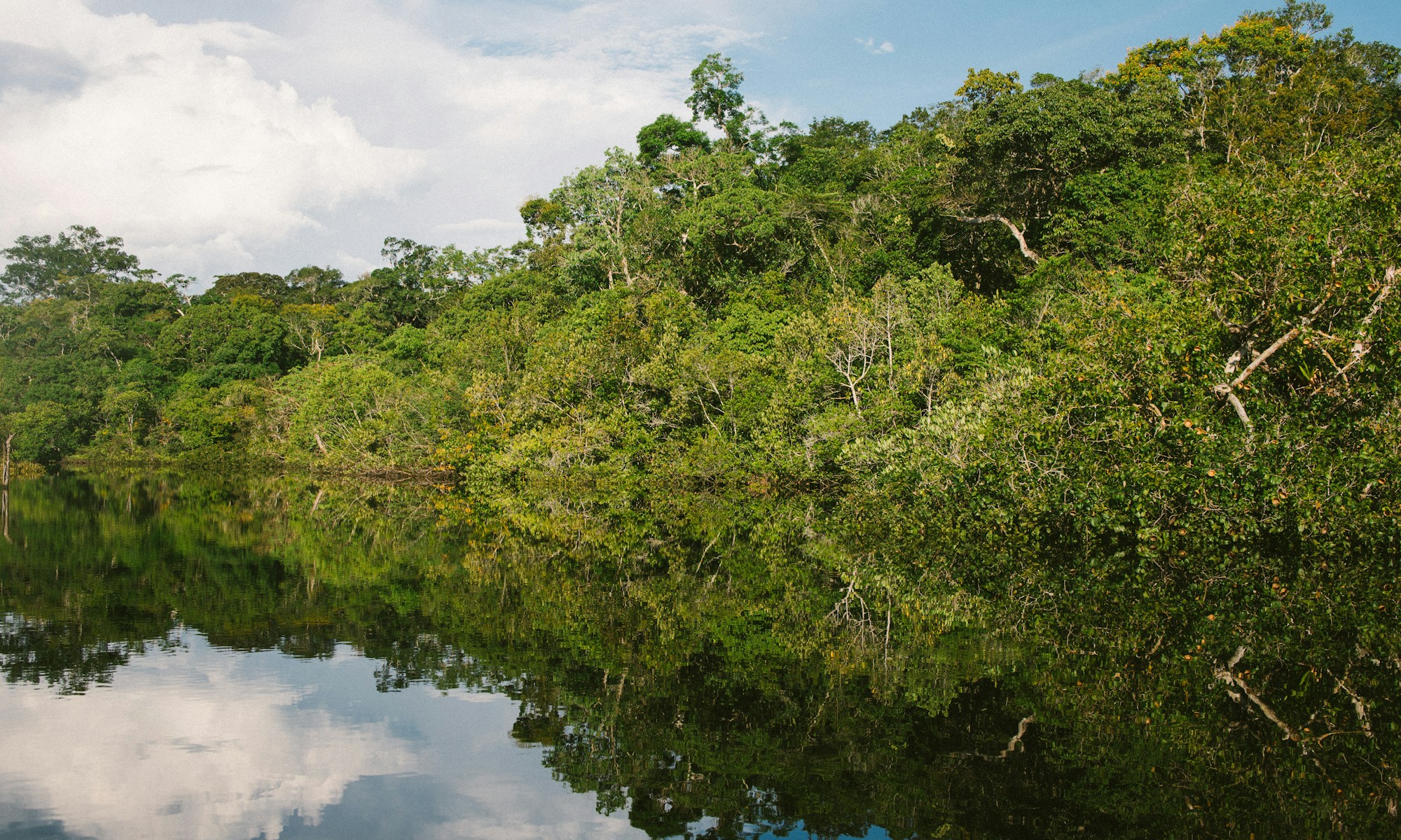 amazon rainforest