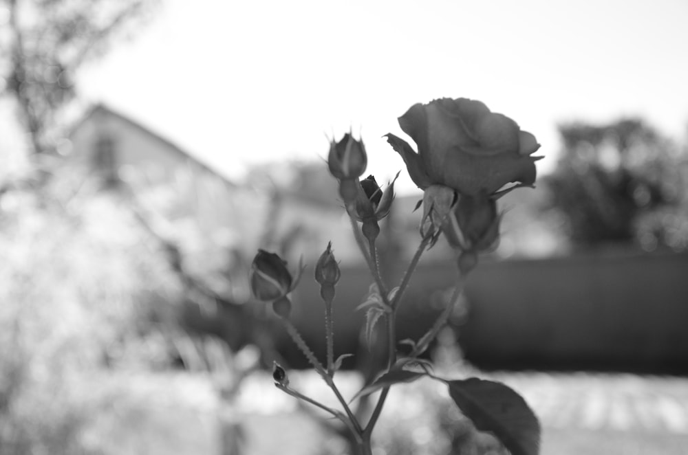 grayscale rose flowers