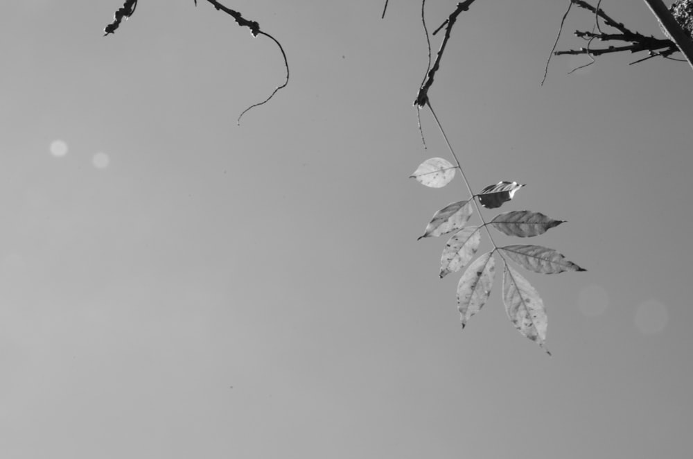 a black and white photo of a leaf hanging from a tree