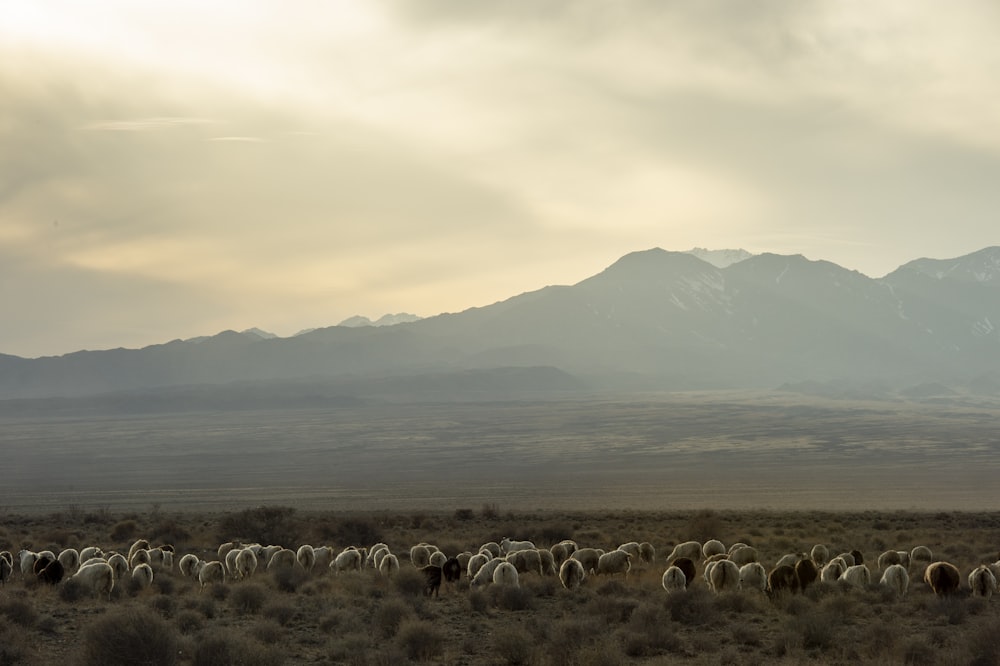 herd of sheeps