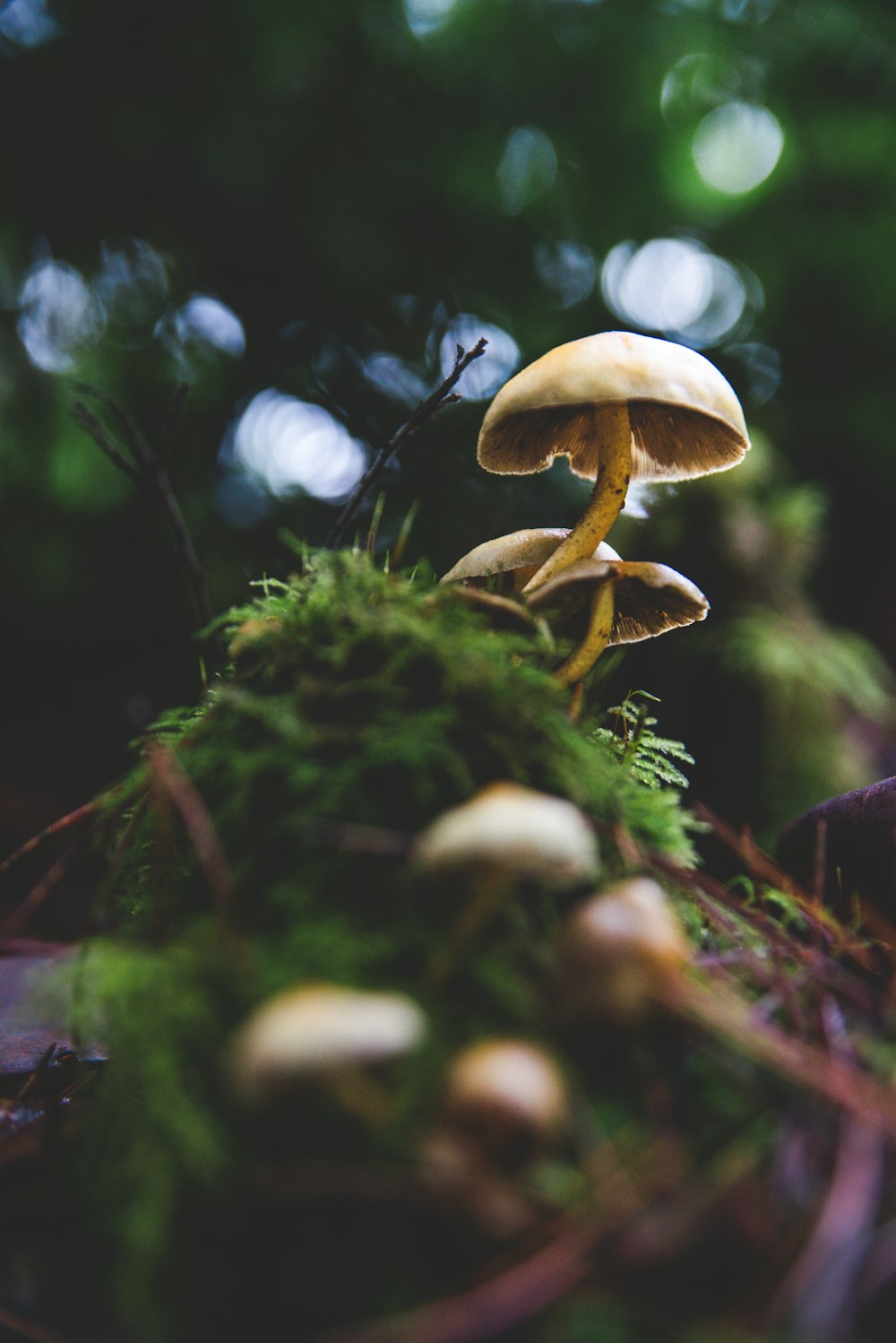 brown mushroom lot close-up photography