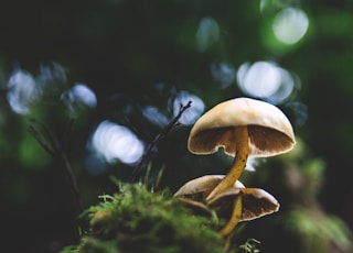 brown mushroom lot close-up photography