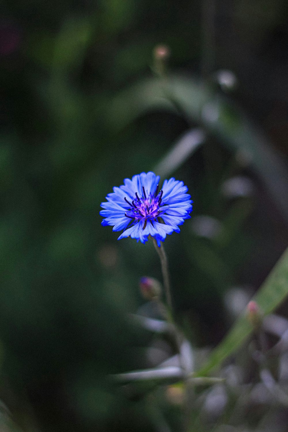 blue flower