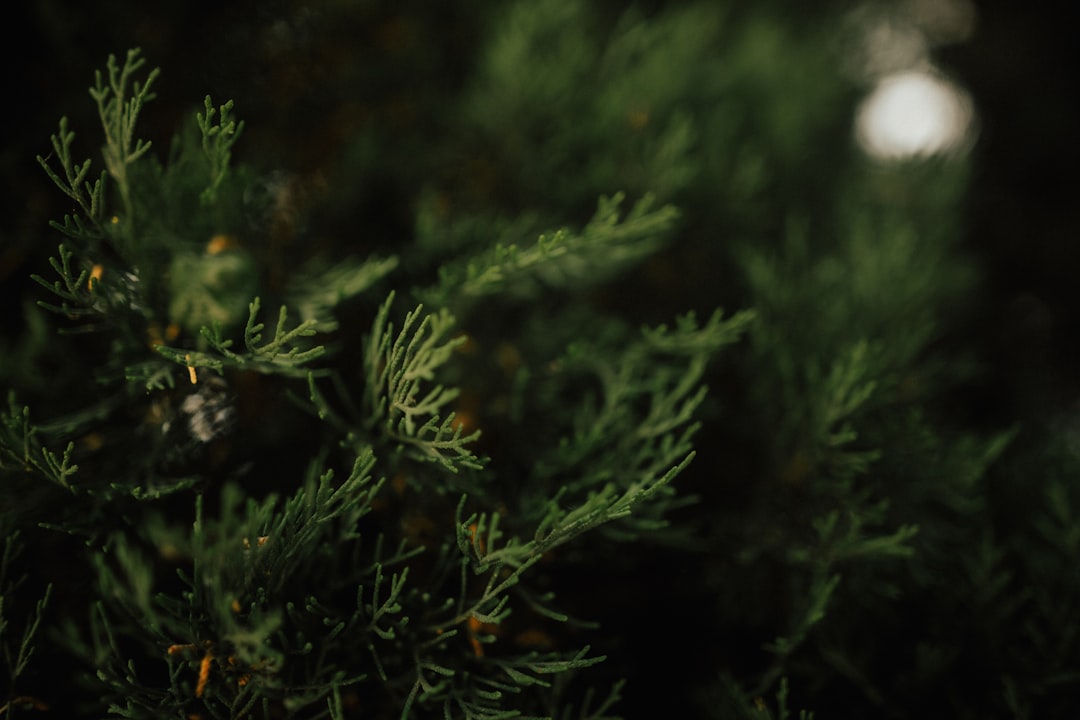 selective focus photography of green pine tree