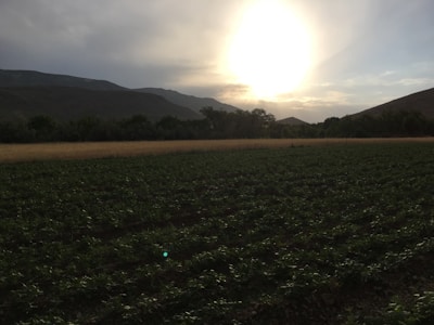 A scenic view of the cooperative's farmland at sunset.