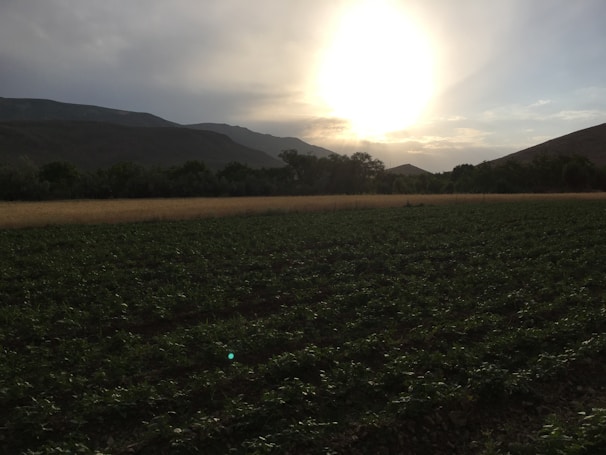 A scenic view of a bee farm during sunset.