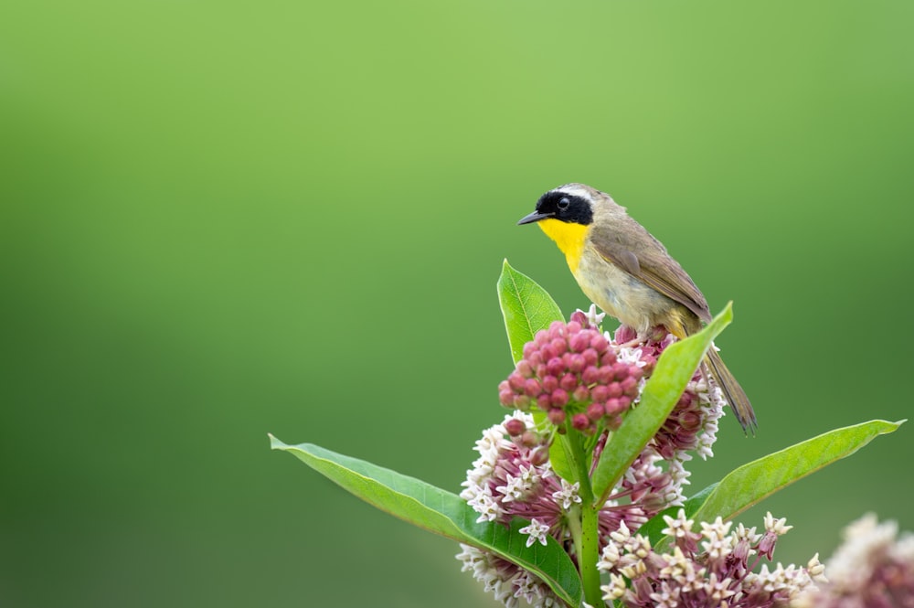 focus photography of gray bird