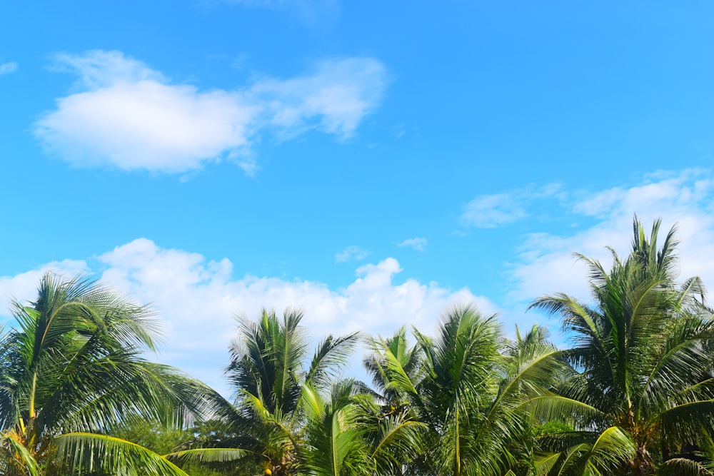 coconut palm trees under white clouds