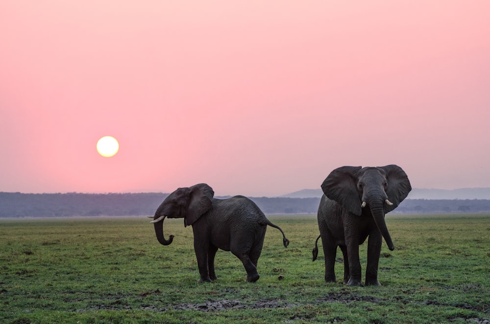 Dois elefantes cinzentos em planícies de grama durante o pôr do sol