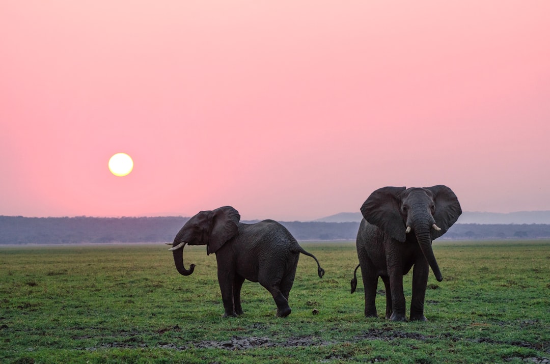  two grey elephants on grass plains during sunset elephant