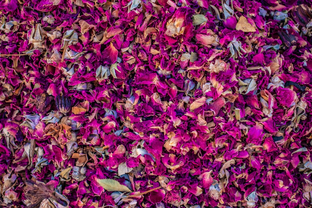 tas de pétales violets