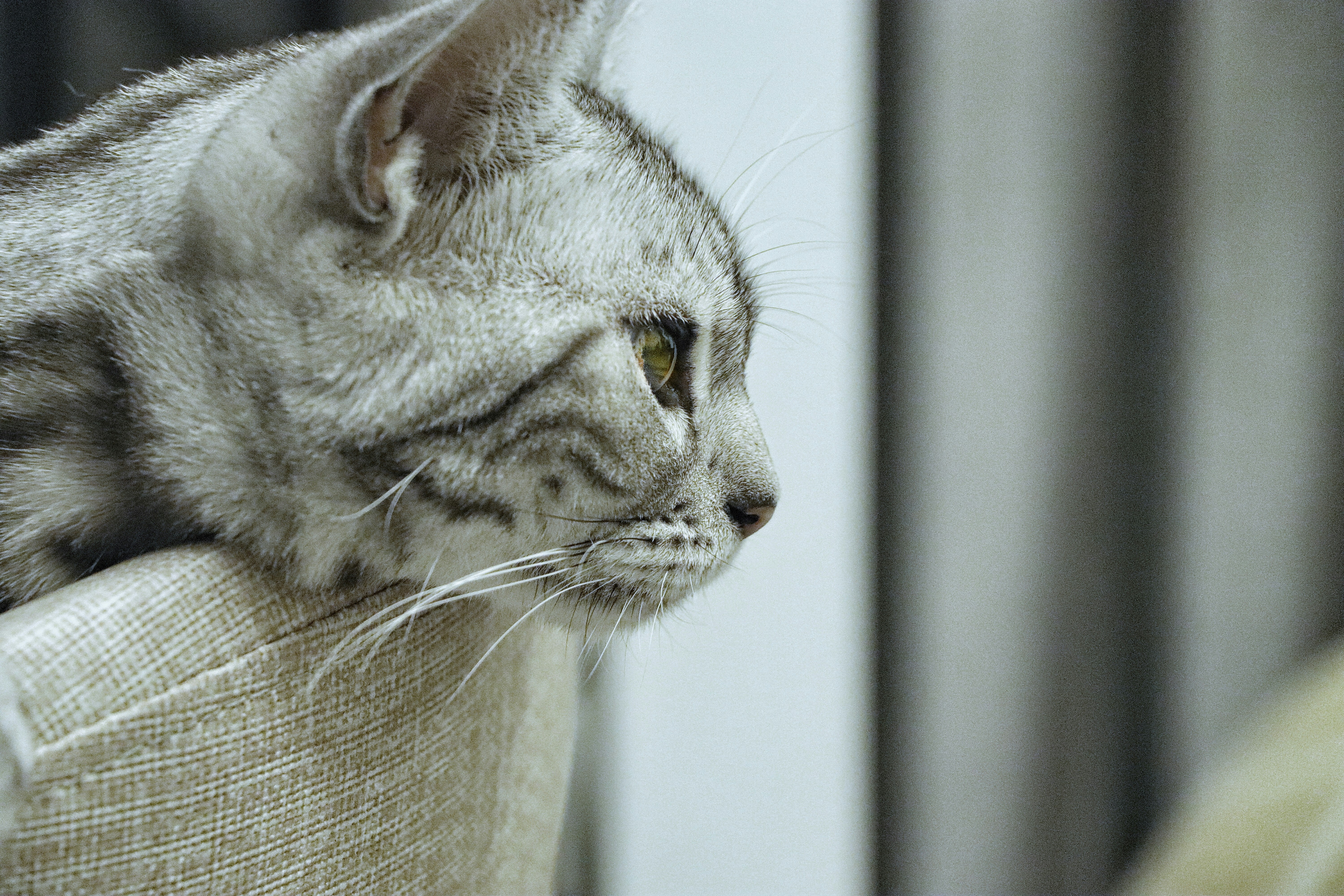 Photo by chriswong97