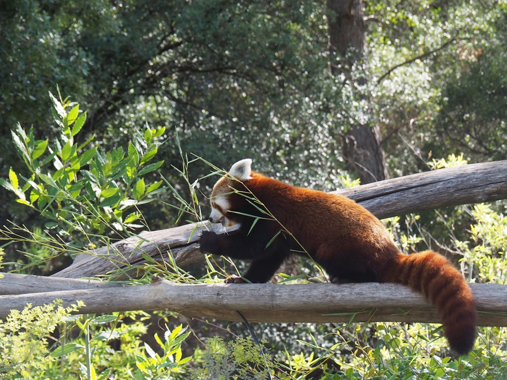 red raccoon