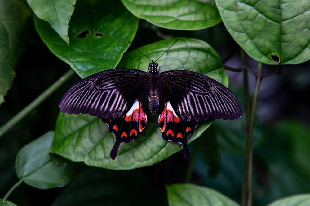 focus photography of black butterfly