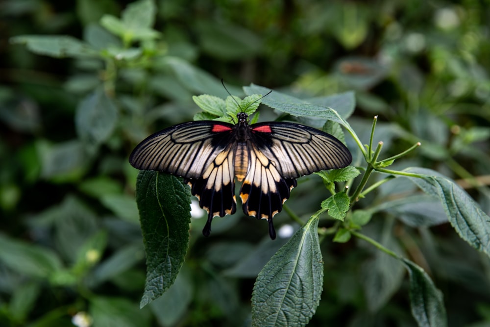 Fokusfotografie des grauen Schmetterlings