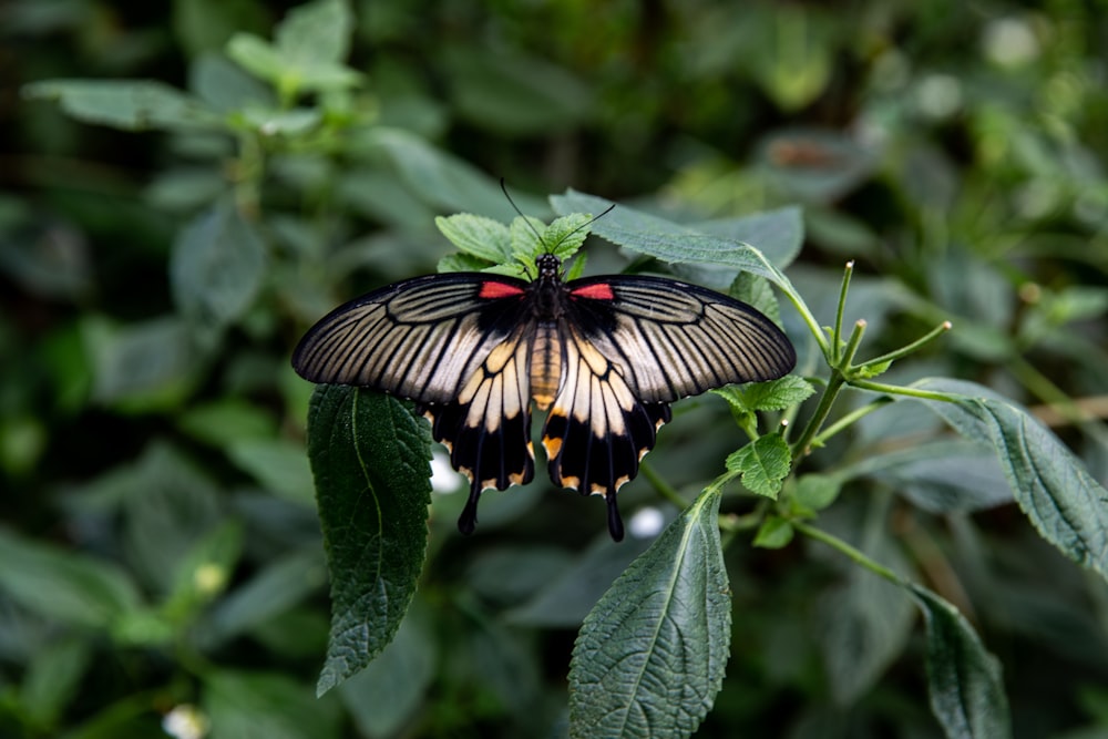 Fotografia de foco de borboleta cinza