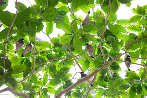 Wide shot of free-range birds moving between ground and elevated perches in a leafy tree