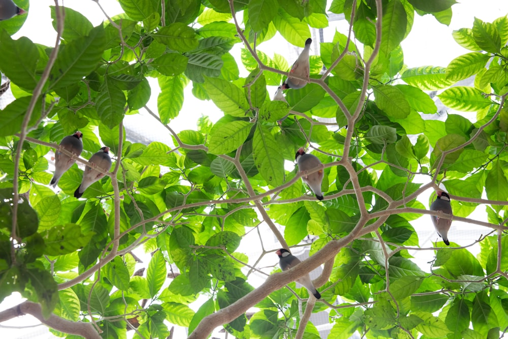 grey birds on trees