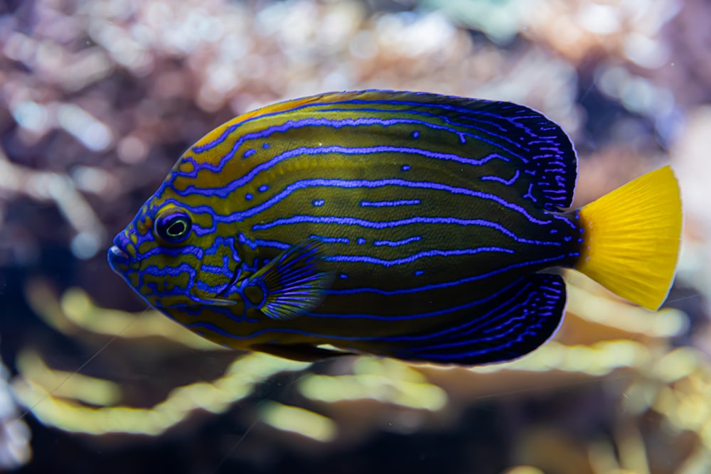 blue and yellow fish