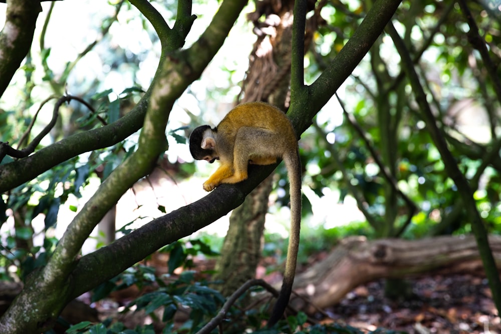 fotografia de foco de primata marrom
