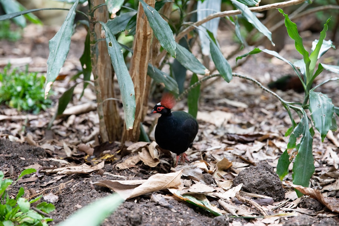 black and red bird