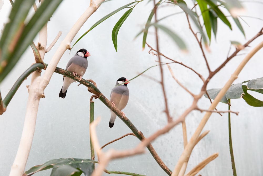 two grey birds