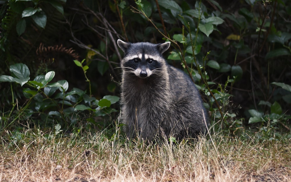 raccoon on grass