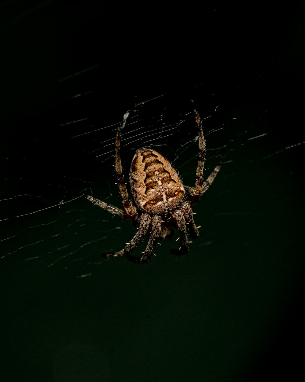 Fotografía de primer plano de araña de granero marrón y negro