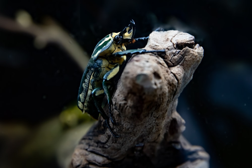 focus photography of beetle