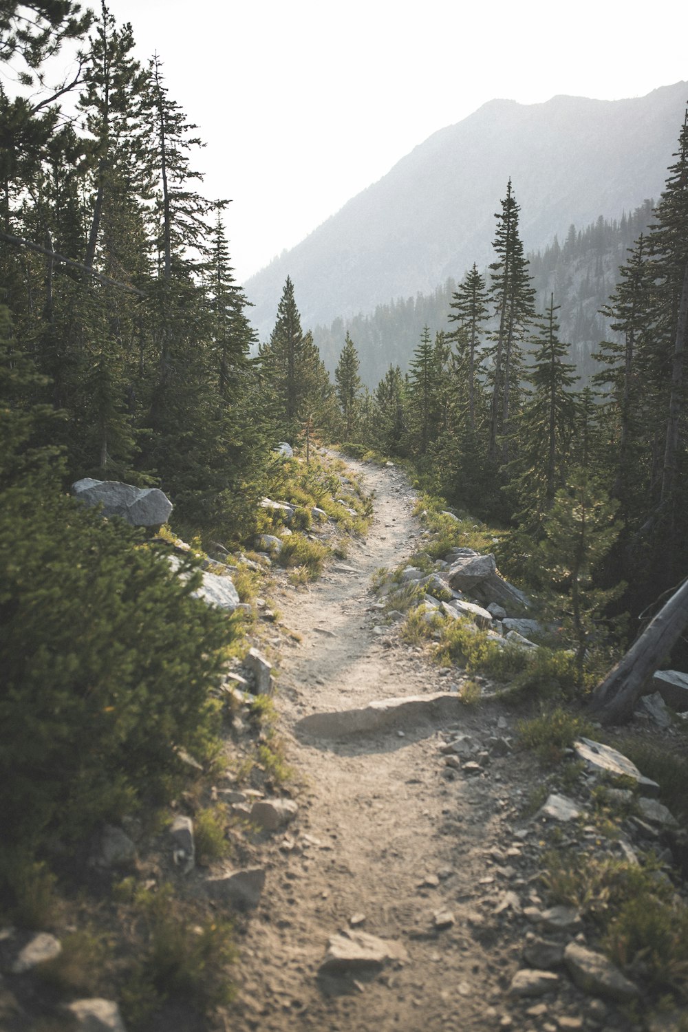 dirt road near trees