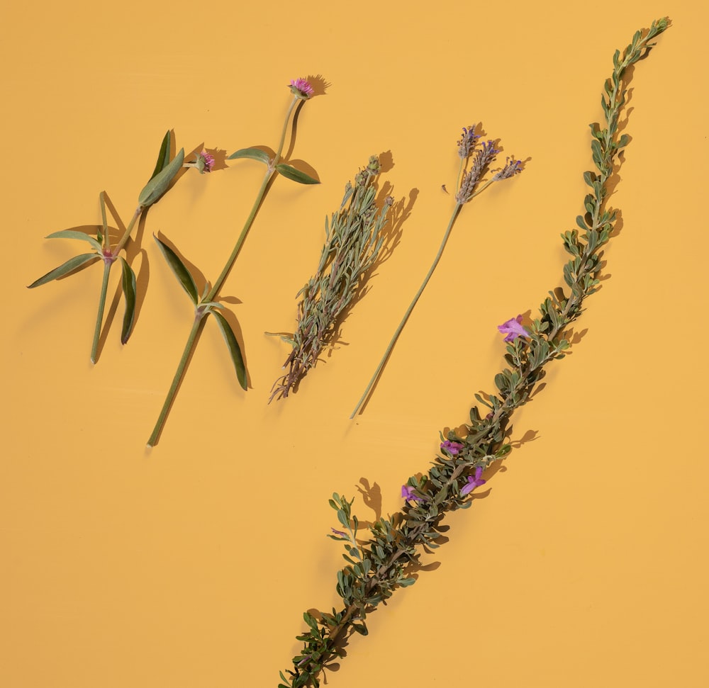 pink flowers on yellow surface