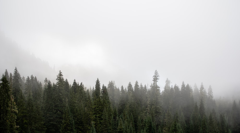 a group of trees in the middle of a foggy forest