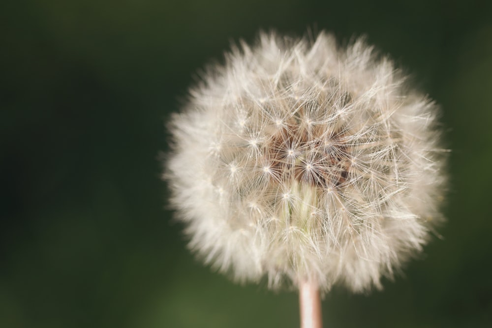 white dandelion