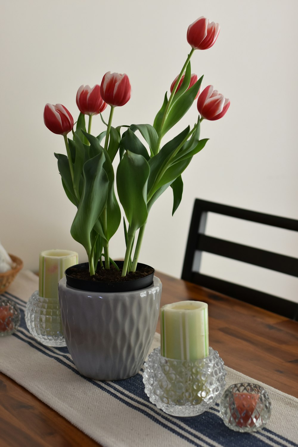 red tulips flowers