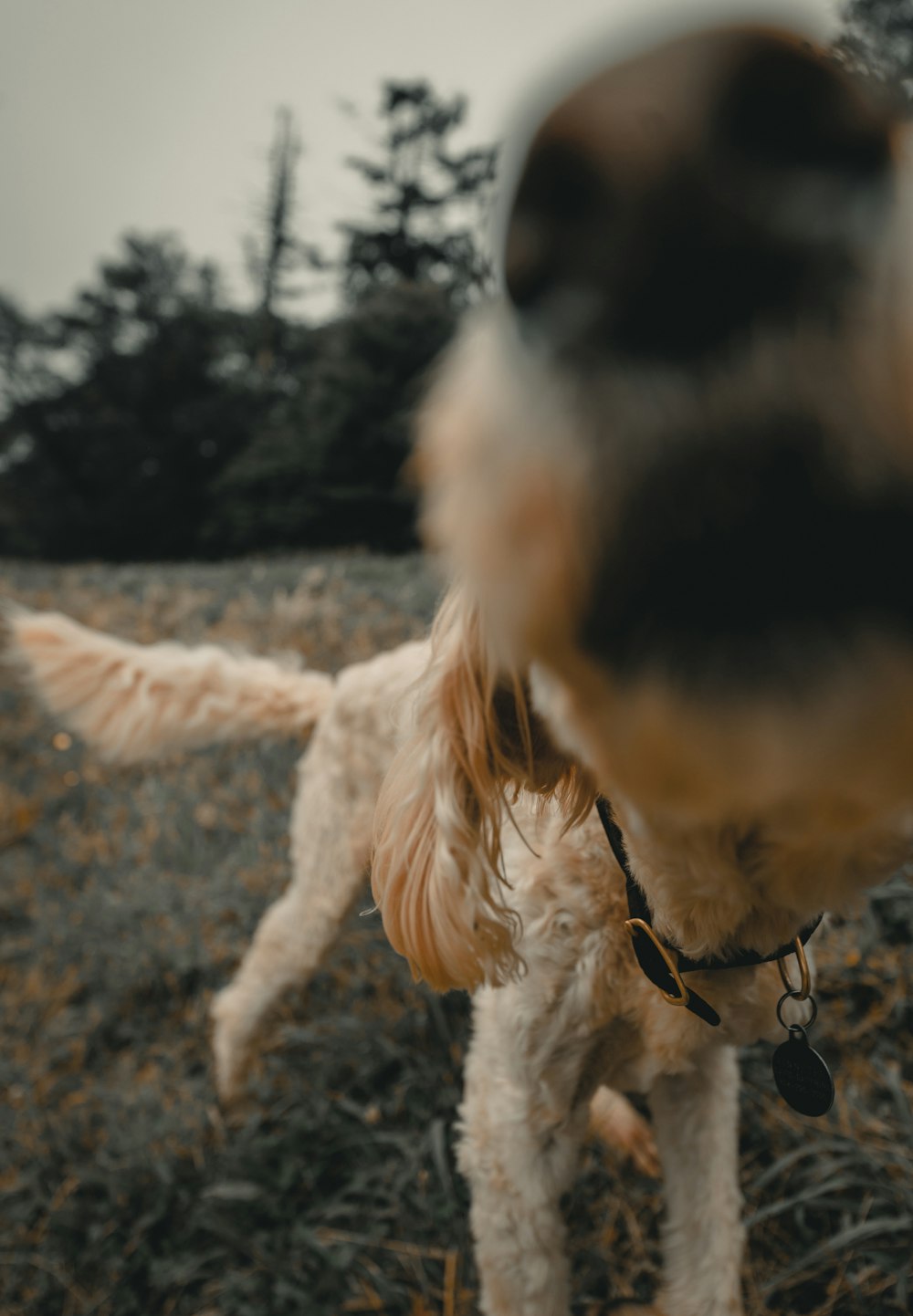 屋外に立つショートコートの黄褐色の犬の浅い焦点写真