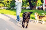 A family laughing together with their black Labrador on a hiking trail.