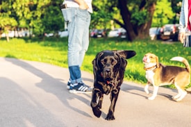 Two dogs, a black Labrador and a Beagle, walk together on a sunny path in a park. They are accompanied by a person wearing jeans and sneakers, partially visible in the background. The lush green trees and grass suggest a vibrant and lively setting.