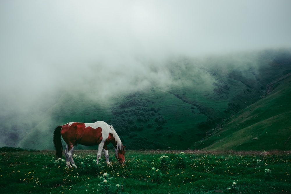 white and brown horse