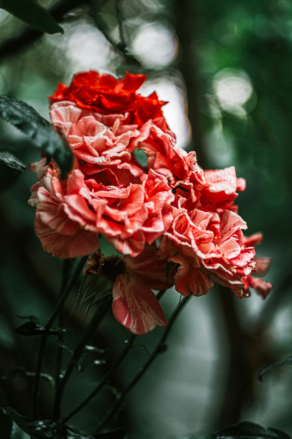shallow focus photography of red flowers