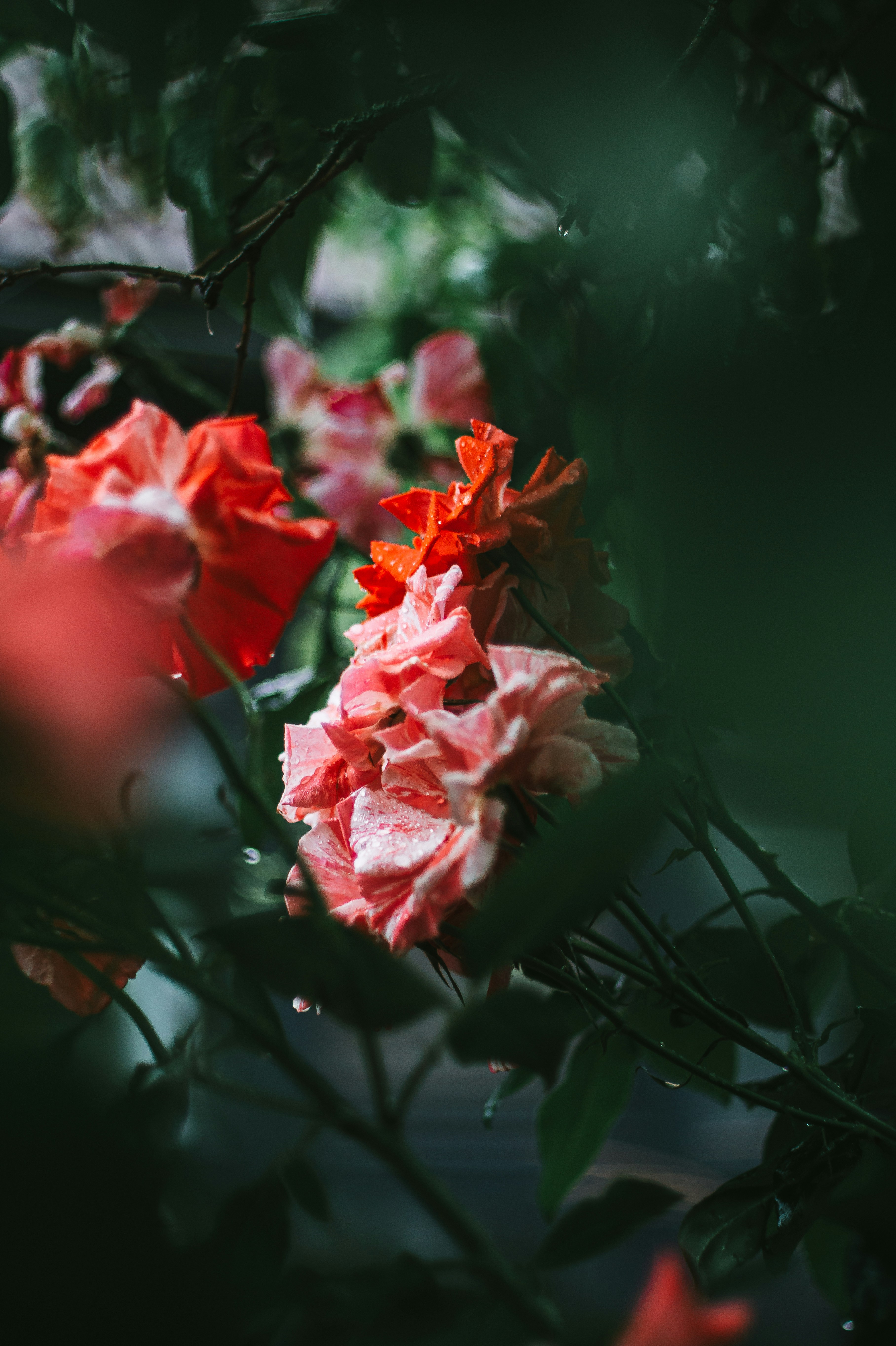 Photo by davidvondiemar