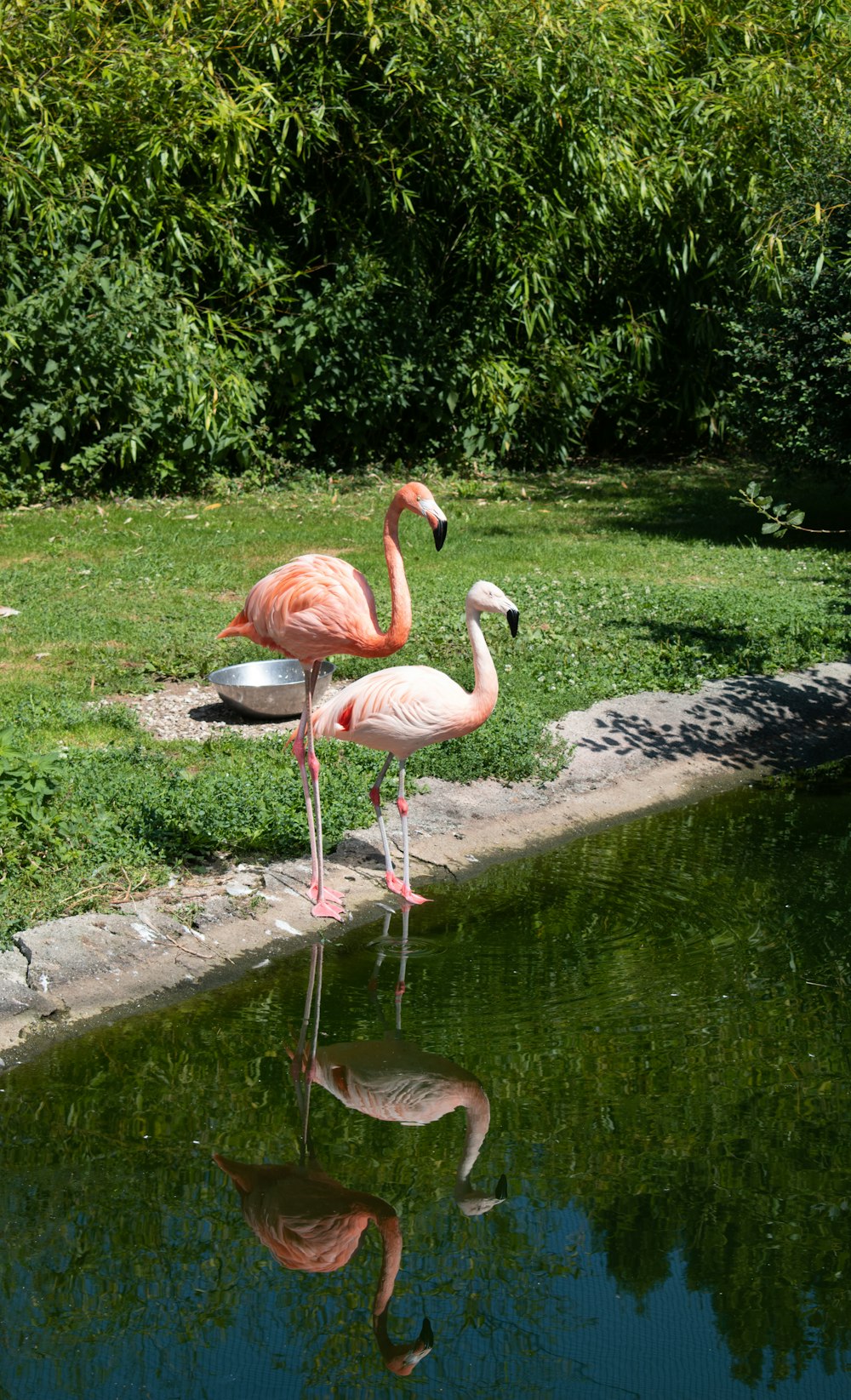 two pink flamingos