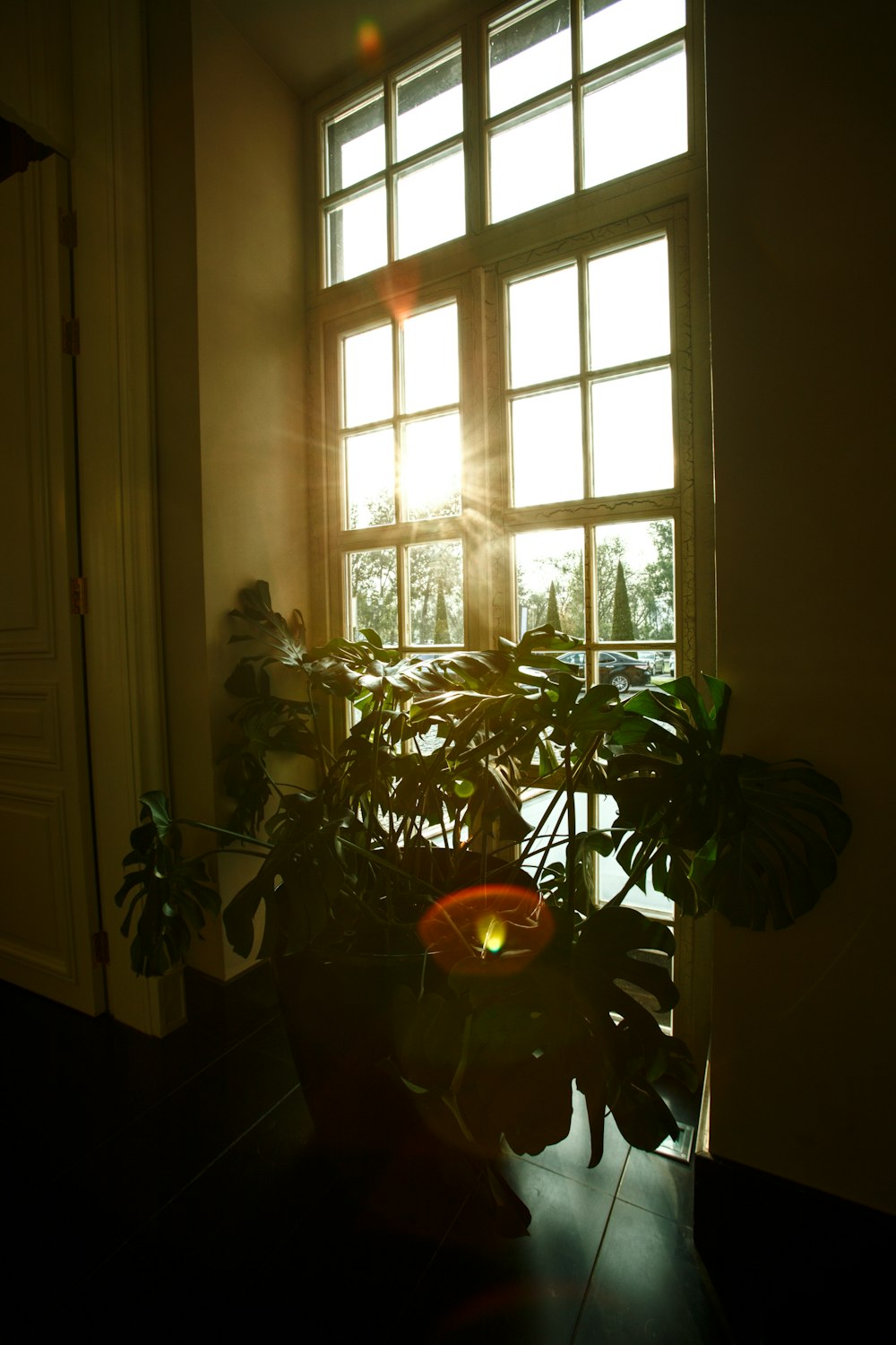 a potted plant sitting in front of a window