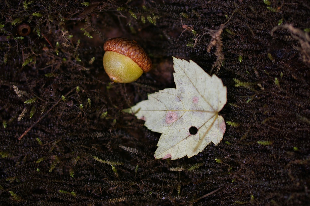 brown leaf