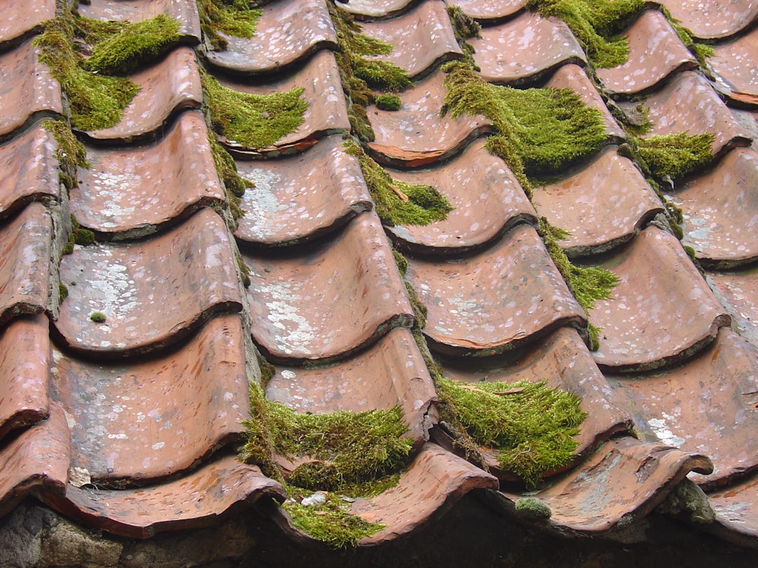  moss on roof roof