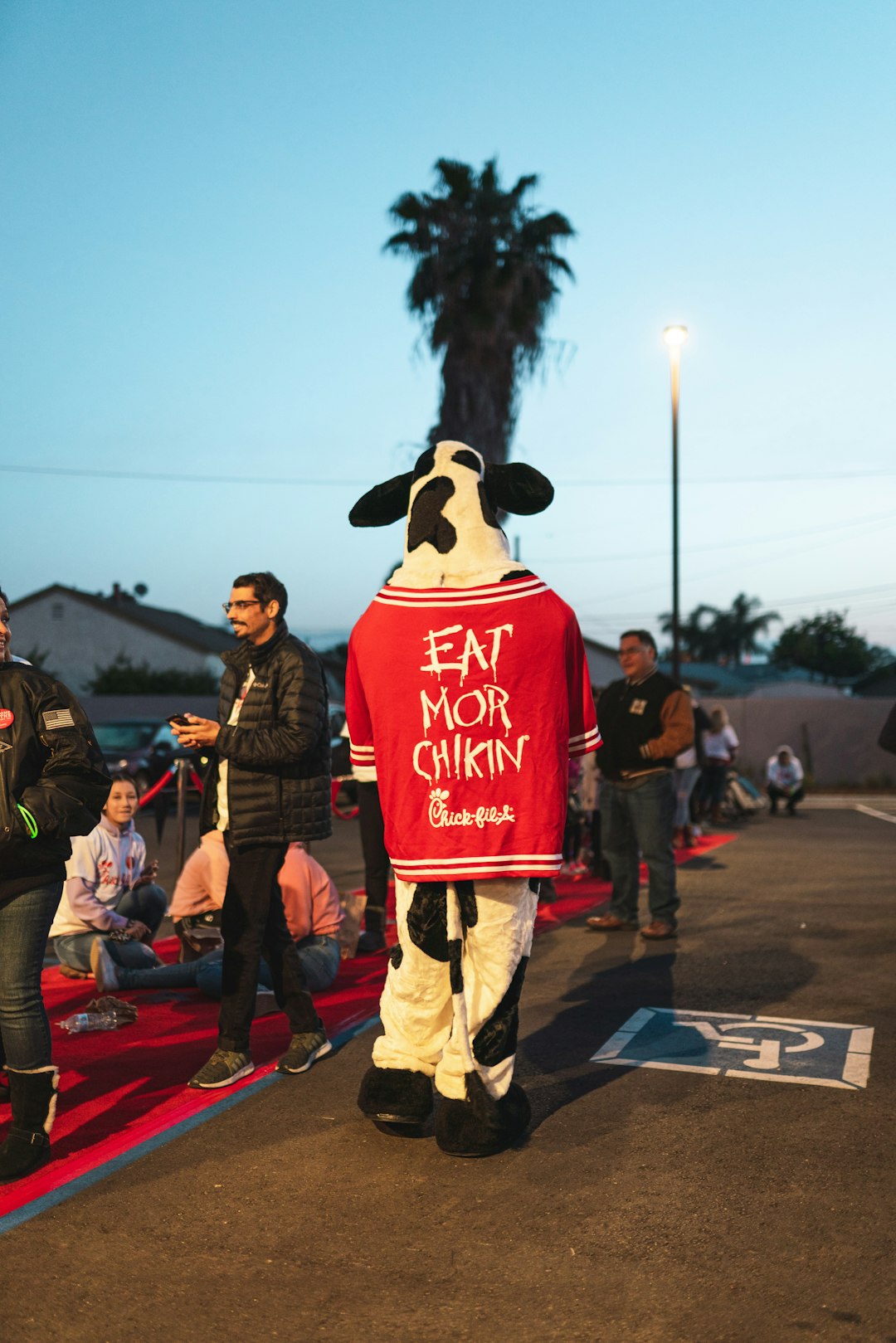 black and white cow