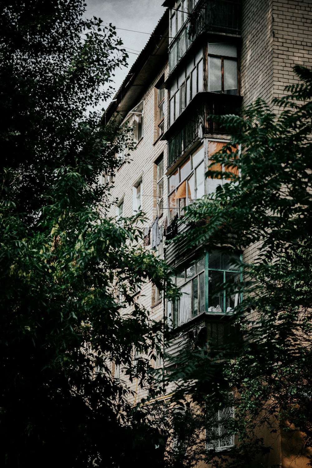 photo en contre-plongée d’arbres à feuilles vertes