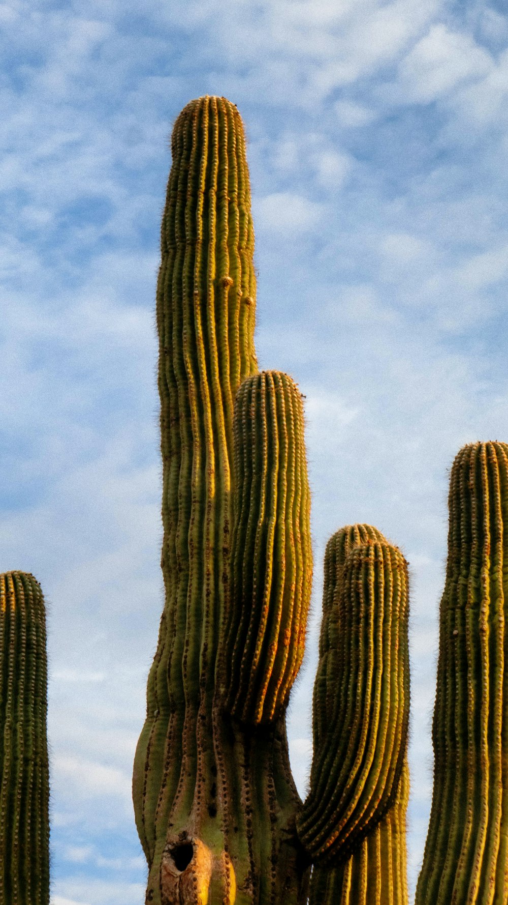 Planta de cactus verde