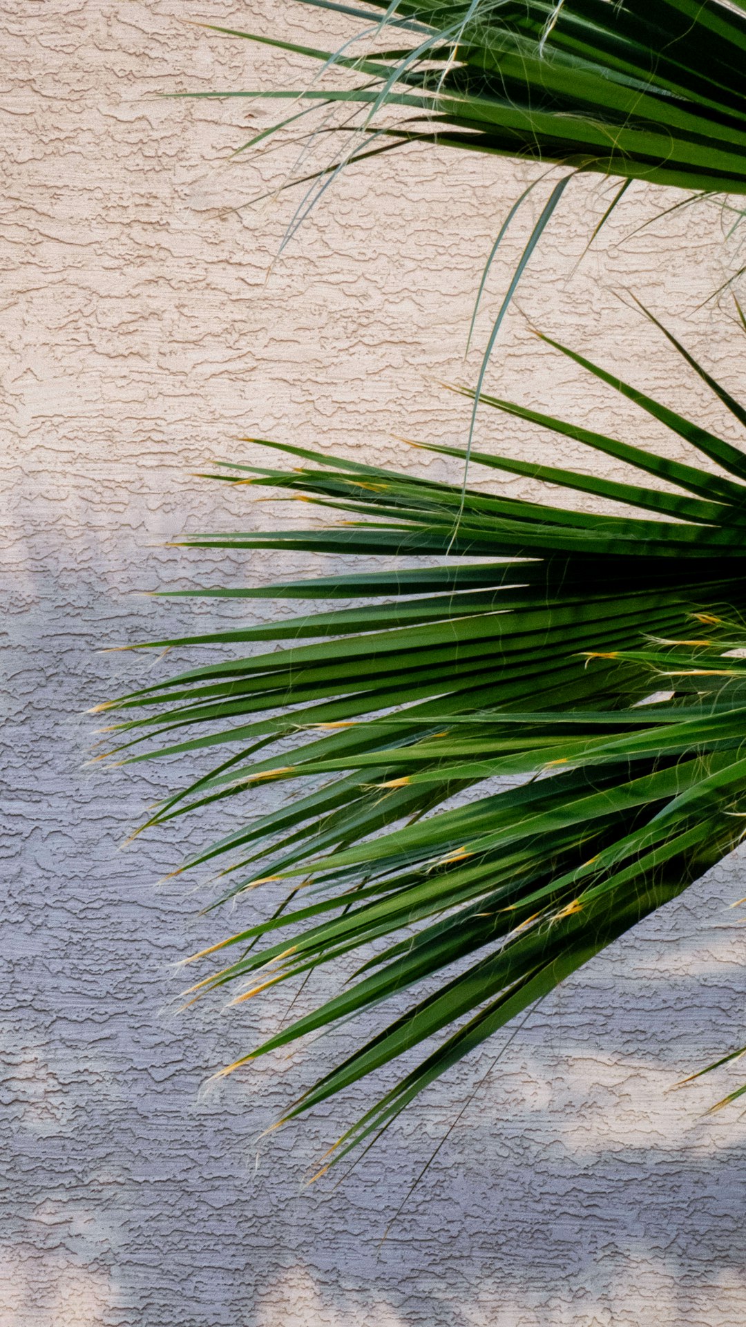 green linear leafed plant