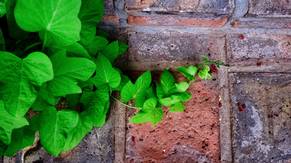 green-leafed plant