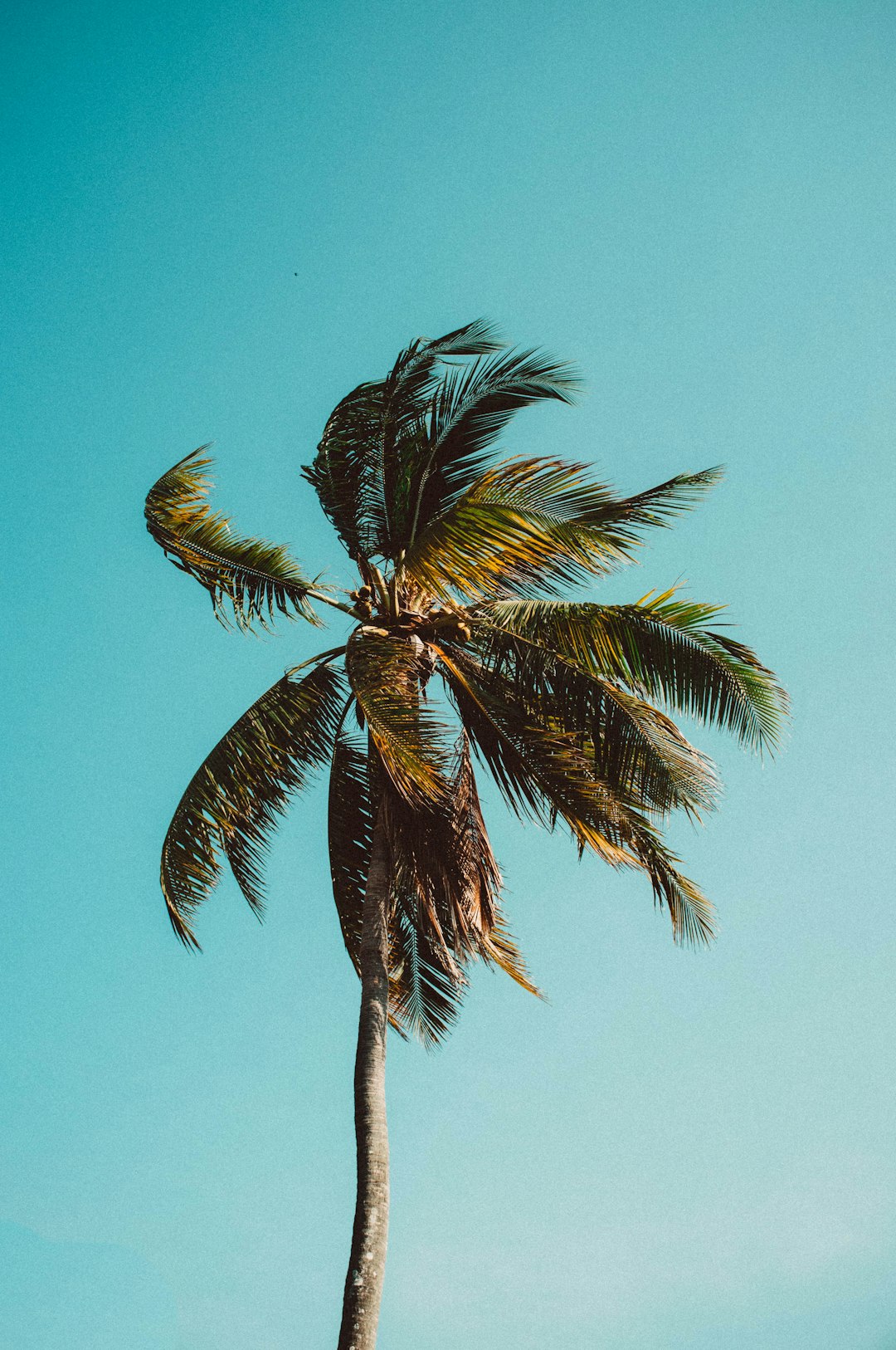 low angle photography of coconut tree